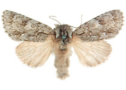 Acronicta auricoma (Denis & Schiffermüller, 1775) attēls