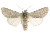 Acronicta cinerea (Hufnagel, 1766) attēls