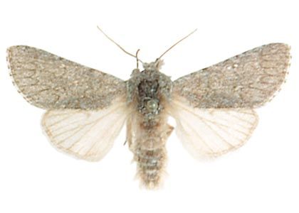 Acronicta cinerea (Hufnagel, 1766) attēls