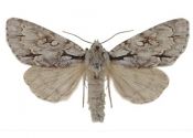 Acronicta cuspis (Hübner, 1813) attēls