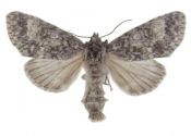 Acronicta megacephala (Denis & Schiffermüller, 1775) attēls