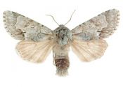 Acronicta menyanthidis (Esper, 1789) attēls