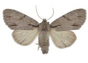 Acronicta psi (Linnaeus, 1758) attēls