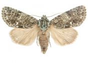 Acronicta rumicis (Linnaeus, 1758) attēls