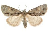 Acronicta strigosa (Denis & Schiffermüller, 1775) attēls