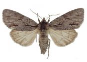 Acronicta tridens (Denis & Schiffermüller, 1775) attēls