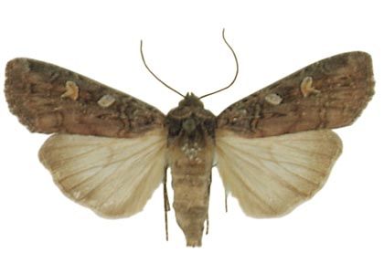 Actebia fennica (Tauscher, 1837) attēls