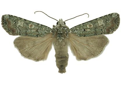 Actebia praecox (Linnaeus, 1758) attēls