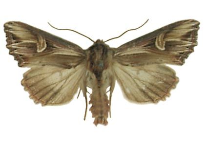 Actinotia polyodon (Clerck, 1759) attēls