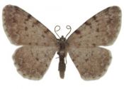 Aethalura punctulata (Denis & Schiffermüller, 1775) attēls