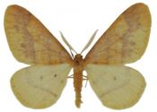 Agriopis aurantiaria (Hübner, 1799) attēls