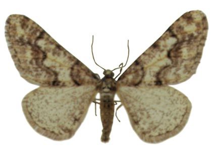 Agriopis leucophaearia (Denis & Schiffermüller, 1775) attēls