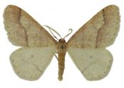 Agriopis marginaria (Fabricius, 1776) attēls