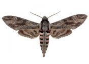 Agrius convolvuli (Linnaeus, 1758) attēls