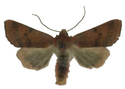 Agrochola helvola (Linnaeus, 1758) attēls