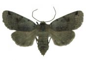 Agrochola litura (Linnaeus, 1758) attēls