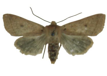 Agrochola macilenta (Hübner, 1809) attēls