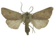 Agrotis cinerea (Denis & Schiffermüller, 1775) attēls