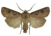 Agrotis clavis (Hufnagel, 1766) attēls