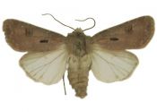 Agrotis exclamationis (Linnaeus, 1758) attēls