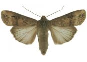 Agrotis ipsilon (Hufnagel, 1766) attēls