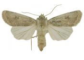 Agrotis ripae (Hübner, 1823) attēls