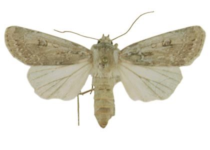 Agrotis ripae (Hübner, 1823) attēls