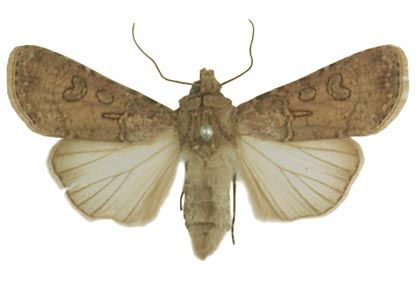 Agrotis segetum (Denis & Schiffermüller, 1775) attēls