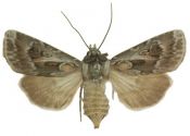 Agrotis vestigialis (Hufnagel, 1766) attēls