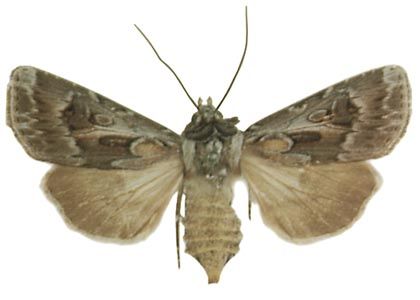 Agrotis vestigialis (Hufnagel, 1766) attēls