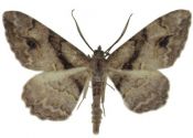 Alcis maculata (Staudinger, 1892) attēls