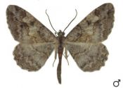 Alcis repandata (Linnaeus, 1758) attēls