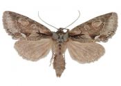 Allophyes oxyacanthae (Linnaeus, 1758) attēls