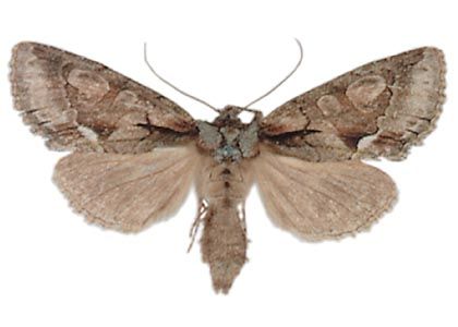 Allophyes oxyacanthae (Linnaeus, 1758) attēls