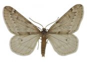 Alsophila aescularia (Denis & Schiffermüller, 1775) attēls