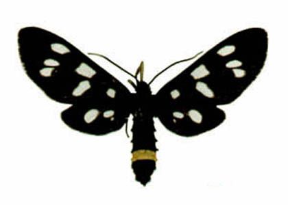 Amata phegea (Linnaeus, 1758) attēls