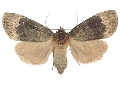 Amphipyra perflua (Fabricius, 1787) attēls