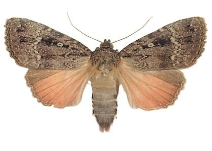 Amphipyra pyramidea (Linnaeus, 1758) attēls