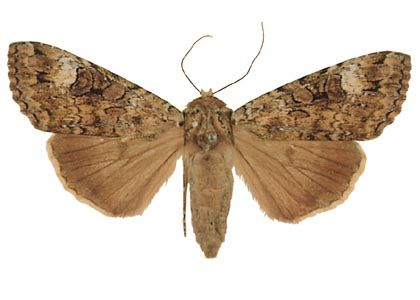 Anaplectoides prasina (Denis & Schiffermüller, 1775) attēls