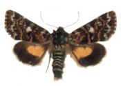 Anarta myrtilli (Linnaeus, 1761) attēls