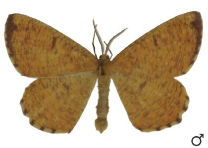 Angerona prunaria (Linnaeus, 1758) attēls