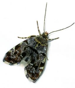 Anthophila fabriciana (Linnaeus, 1767) attēls