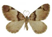 Anticlea derivata (Denis et Schiffermüller, 1775) attēls