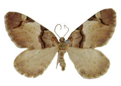 Anticlea derivata (Denis et Schiffermüller, 1775) attēls