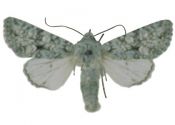 Antitype chi (Linnaeus, 1758) attēls
