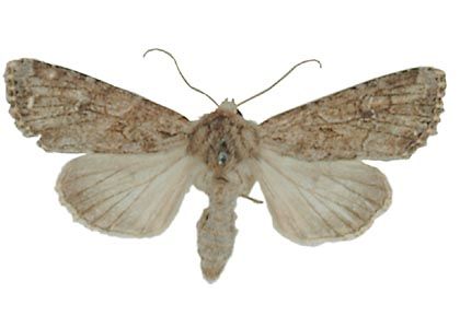 Apamea anceps (Denis & Schiffermüller, 1775) attēls