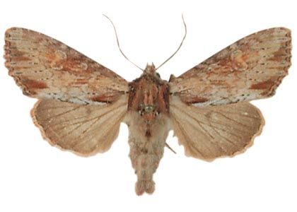 Apamea crenata (Hufnagel, 1766) attēls