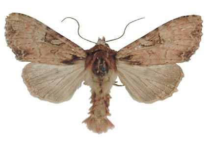 Apamea epomidion (Haworth, 1809) attēls