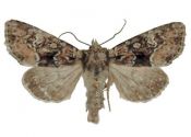 Apamea illyria Freyer, 1846 attēls