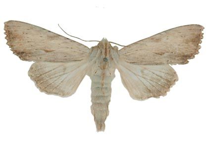 Apamea lithoxylaea (Denis & Schiffermüller, 1775) attēls